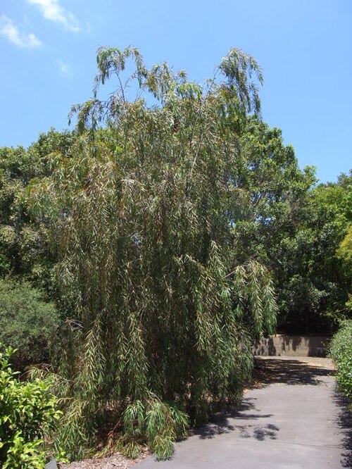 Acacia courtii: Acacia courtii in the Mount Annan Botanic Garden