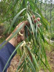 Acacia courtii (Acacia courtii)