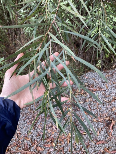 Acacia courtii (Acacia courtii)