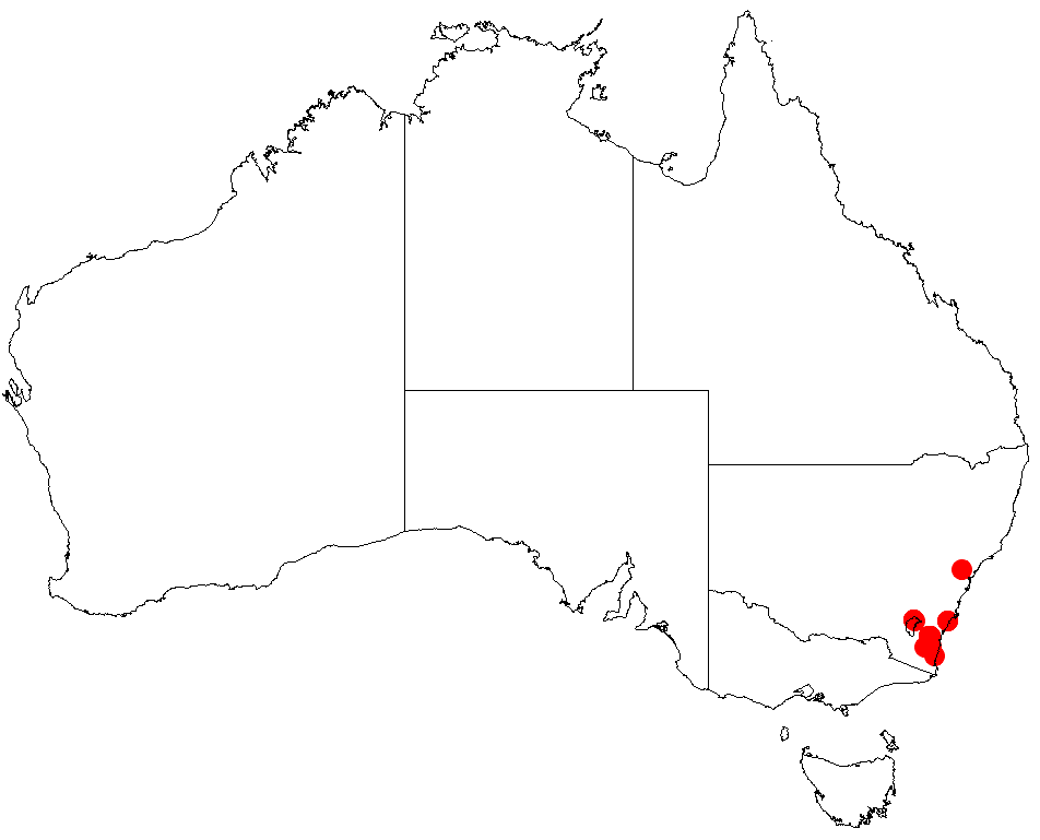 Acacia covenyi: Acacia covenyi occurrence data from Australasian Virtual Herbarium downloaded from https://doi.org/10.26197/5c06138894b on December 8 2018