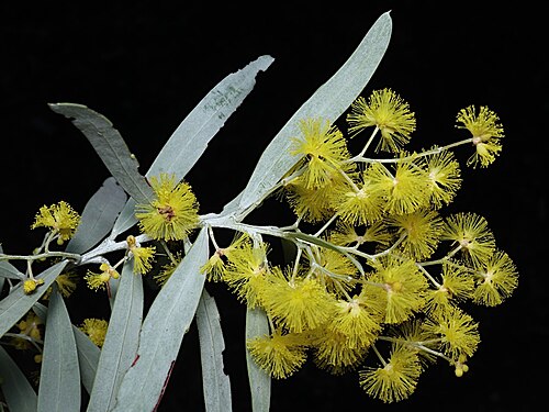 Acacia covenyi: Acacia covenyi in the Australian National Botanic Gardens