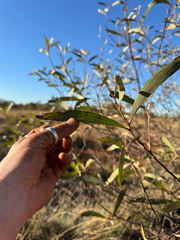 Acacia cowleana (Acacia cowleana)