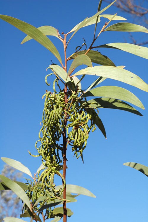 Acacia cowleana: Acacia cowleana at Dales camp ground, Karijini National Park, Pilbara, Western Australia