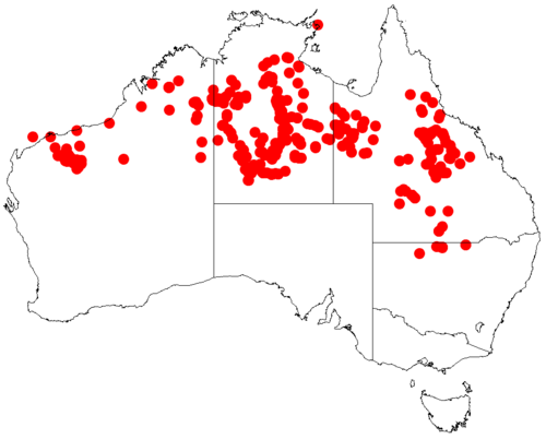 Acacia cowleana: Acacia cowleana occurrence data from Australasian Virtual Herbarium downloaded from https://doi.org/10.26197/5c06138894b on December 8 2018