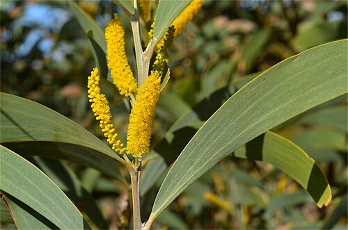 Acacia cowleana: Acacia cowleana in the Australian Arid Lands Botanic Gardens, Port Augusta, South Australia