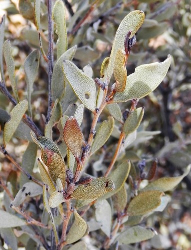 Acacia craspedocarpa (Acacia craspedocarpa)
