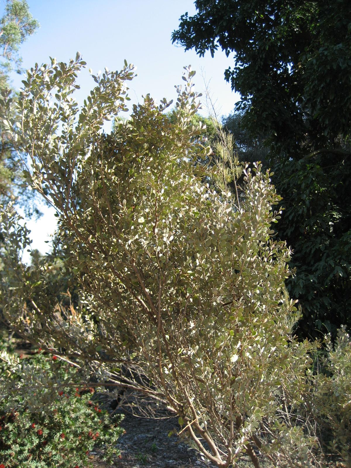 Acacia craspedocarpa: Photographed at Huntington Gardens (Los Angeles) in March