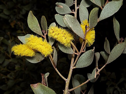 Acacia craspedocarpa: Acacia craspedocarpa in the Australian National Botanic Gardens