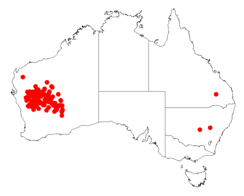 Acacia craspedocarpa: Acacia craspedocarpa Occurrence data from Australasia Virtual Herbarium downloaded from https://doi.org/10.26197/5c0b1388984eb on 8 December 2018