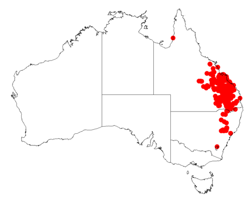 Curracabah: Acacia crassa occurrence data from Australasian Virtual Herbarium downloaded from https://doi.org/10.26197/5c06138894b on December 8 2018
