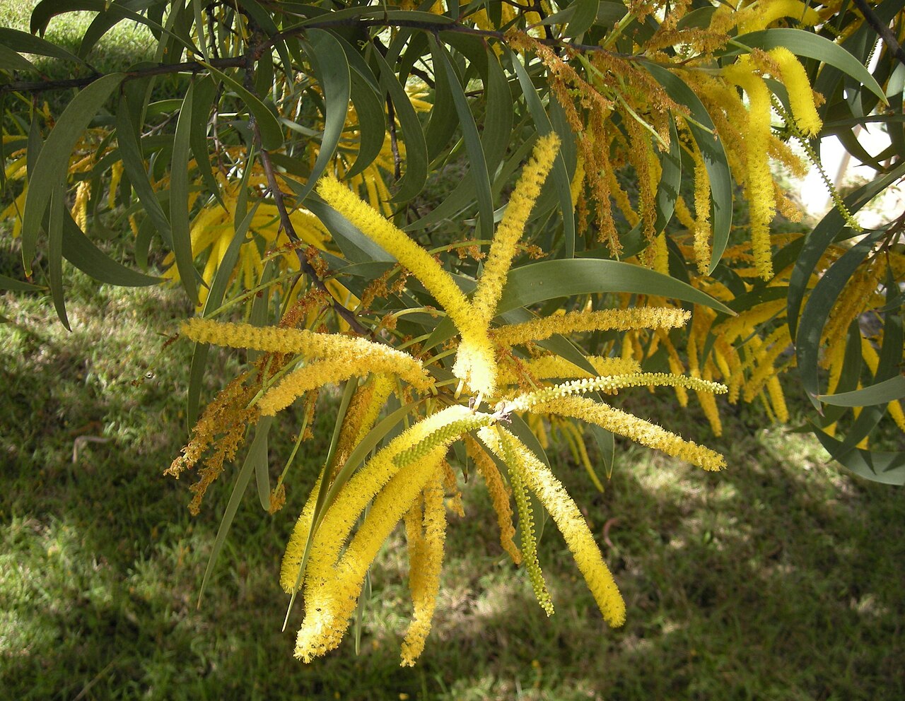 Curracabah: Acacia crassa foliage and flowers, Rubyvale, Queensland.
