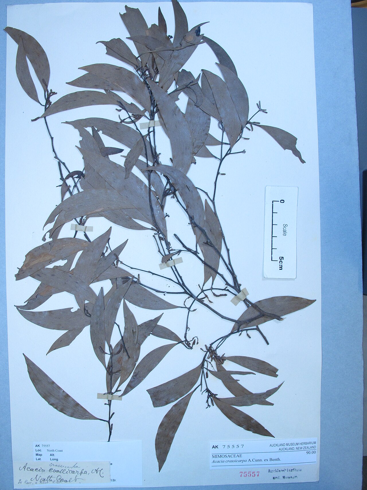 Thick-podded salwood (Acacia crassicarpa)