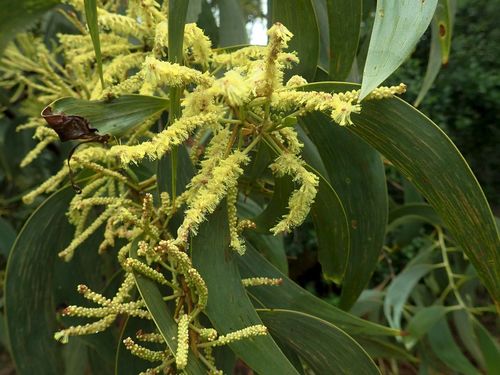 Thick-podded salwood (Acacia crassicarpa)