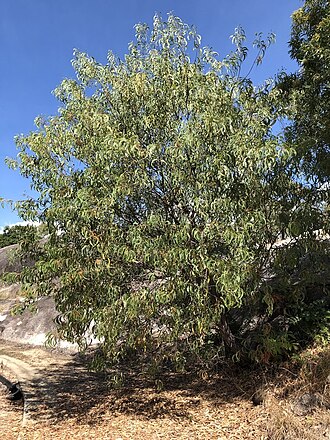 Thick-podded salwood: Acacia crassicarpa on Cape Cleveland