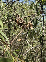 Thick-podded salwood (Acacia crassicarpa)