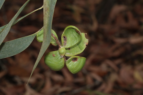 Thick-podded salwood (Acacia crassicarpa)