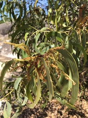 Thick-podded salwood (Acacia crassicarpa)