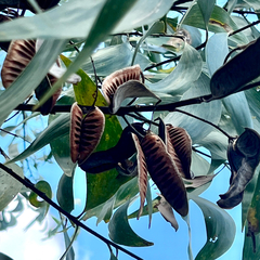 Thick-podded salwood (Acacia crassicarpa)