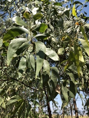 Thick-podded salwood (Acacia crassicarpa)