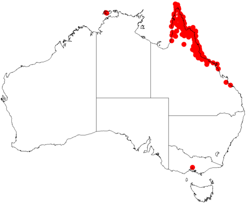 Thick-podded salwood: Acacia crassicarpa occurrence data from Australasian Virtual Herbarium downloaded from https://doi.org/10.26197/5c06138894b on December 8 2018