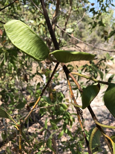 Thick-podded salwood (Acacia crassicarpa)
