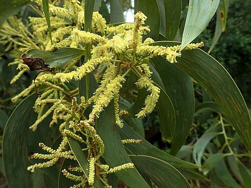 Thick-podded salwood: Acacia crassicarpa near Yorkeys Knob