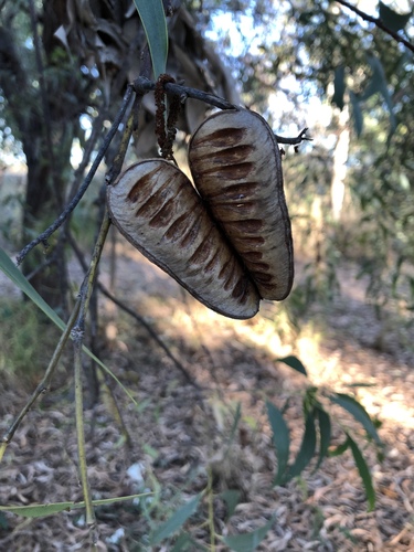 Thick-podded salwood (Acacia crassicarpa)