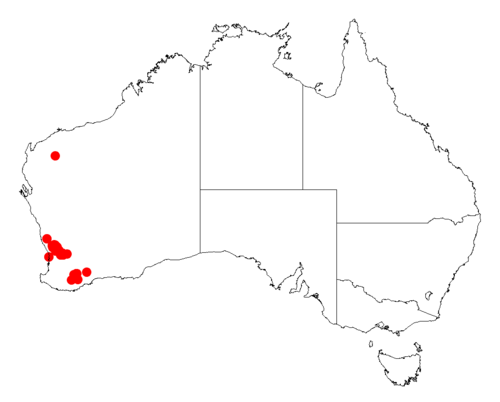 Acacia crassistipula: Acacia crassistipula Occurrence data from Australasia Virtual Herbarium downloaded from https://doi.org/10.26197/5c0b1388984eb on 8 December 2018