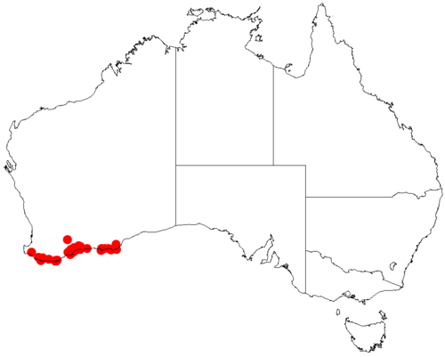 Acacia crassiuscula: Acacia crassiuscula occurrence data from Australasian Virtual Herbarium downloaded from https://doi.org/10.26197/5c06138894b on December 8 2018