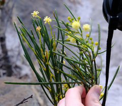 Acacia crassiuscula (Acacia crassiuscula)