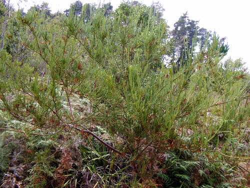 Acacia crassiuscula (Acacia crassiuscula)