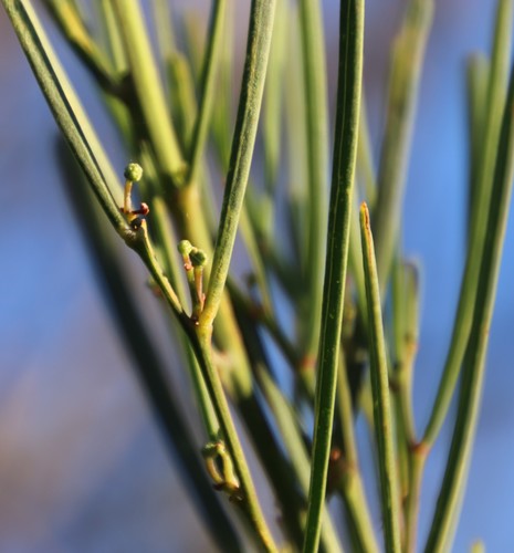 Acacia crassiuscula (Acacia crassiuscula)