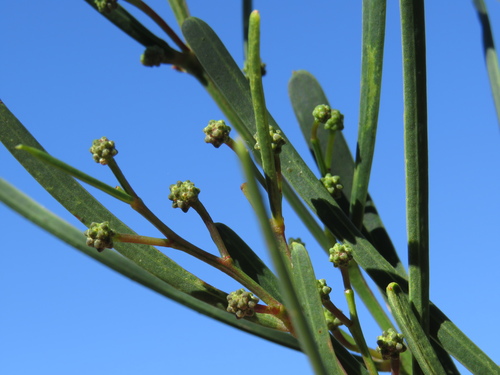 Acacia crassiuscula (Acacia crassiuscula)