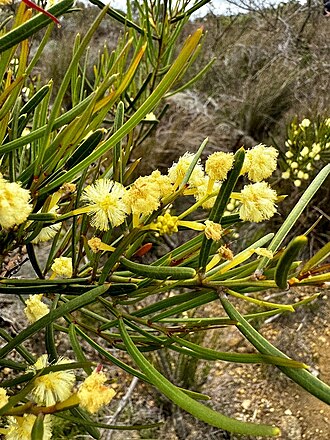 Acacia crassiuscula: Acacia crassiuscula in Mount Lindesay National Park