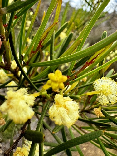Acacia crassiuscula (Acacia crassiuscula)