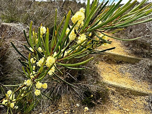 Acacia crassiuscula: Acacia crassiuscula in Mount Lindesay National Park