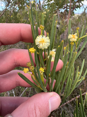 Acacia crassiuscula (Acacia crassiuscula)