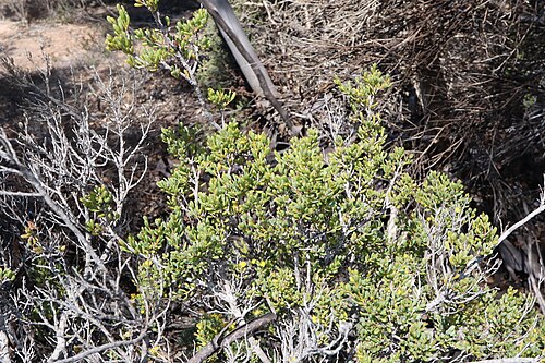 Acacia crassuloides: Acacia crassuloides near Frank Hann National Park, about 60km west of Grass Patch