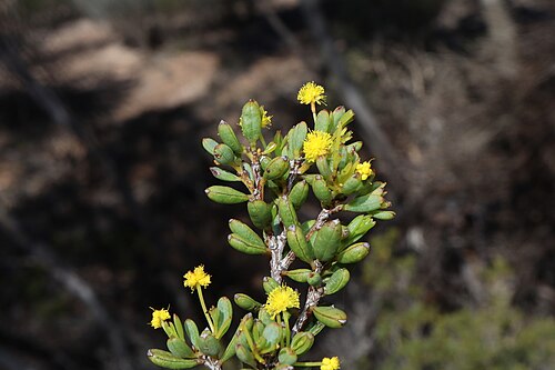 Acacia crassuloides: Acacia crassuloides near Frank Hann National Park, about 60km west of Grass Patch