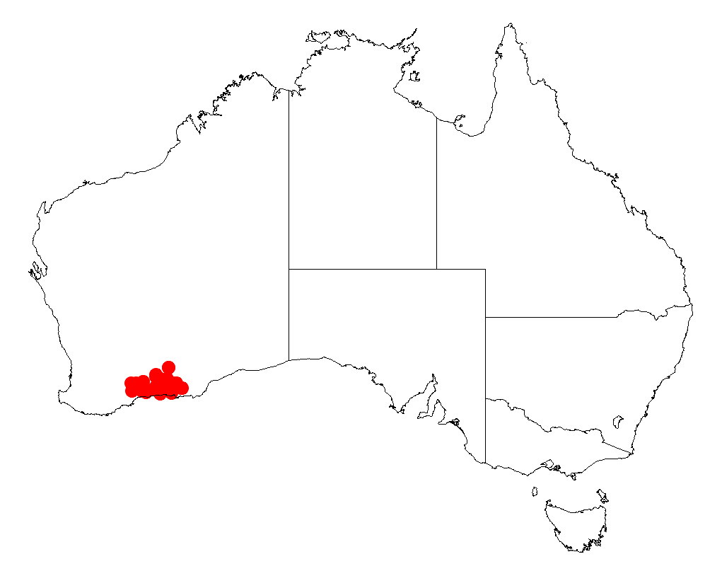Acacia crassuloides: Acacia crassuloides occurrence data from Australasian Virtual Herbarium downloaded from https://doi.org/10.26197/5c06138894b on December 8 2018