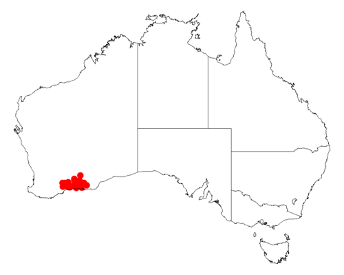 Acacia crassuloides: Acacia crassuloides occurrence data from Australasian Virtual Herbarium downloaded from https://doi.org/10.26197/5c06138894b on December 8 2018