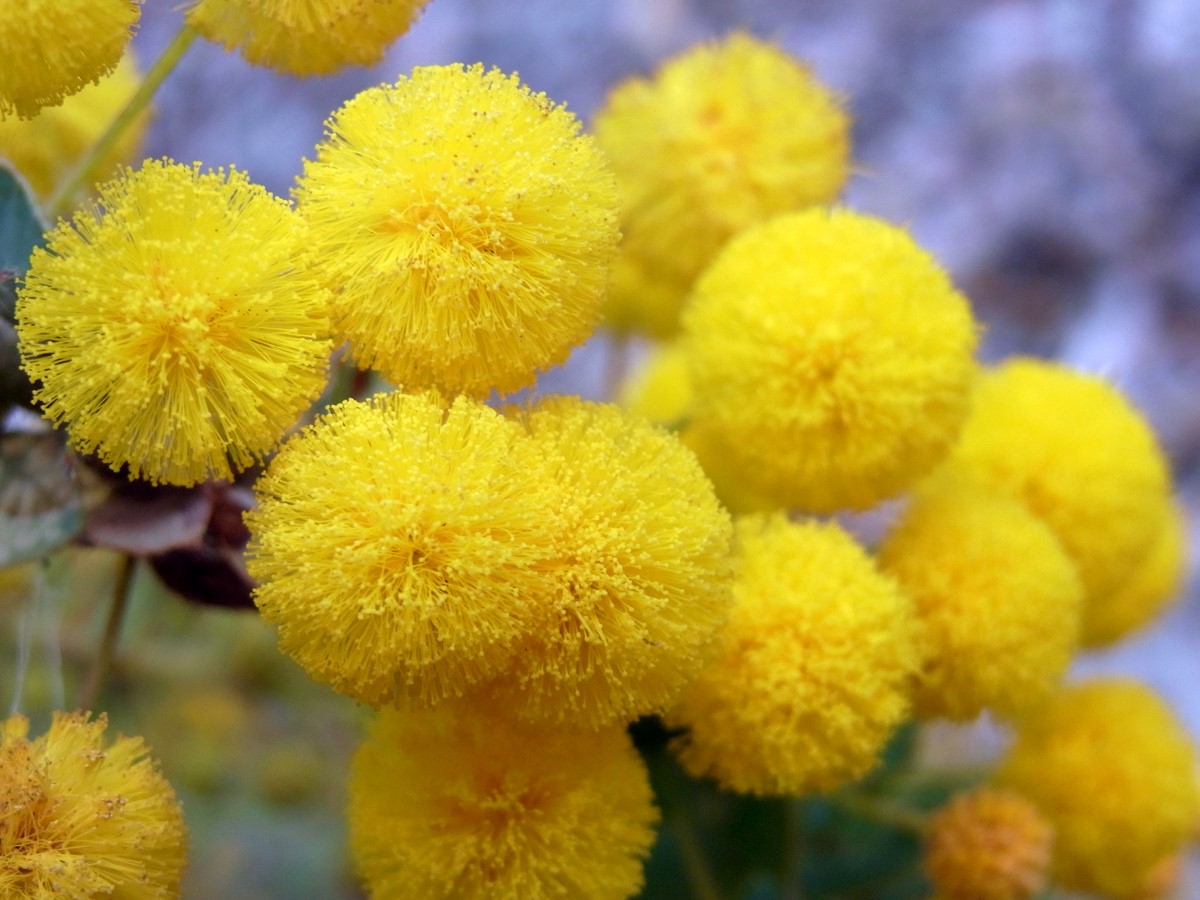 Acacia cremiflora: Acacia cremiflora, labelled at the Botanic Gardens, Canberra, Australia