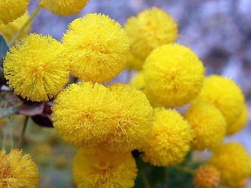 Acacia cremiflora: Acacia cremiflora, labelled at the Botanic Gardens, Canberra, Australia