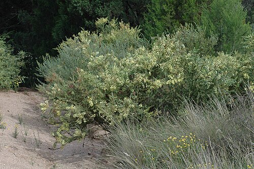 Acacia cremiflora: Acacia cremiflora near the Gumble - Molong Road, adjacent to Killonbutta State Forest, New South Wales