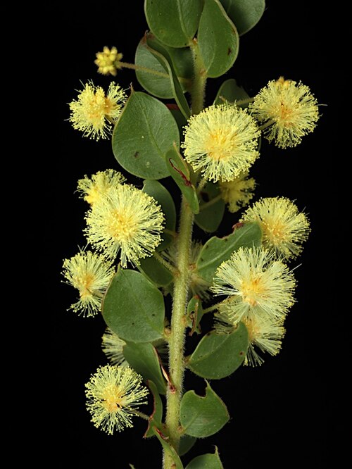 Acacia cremiflora: Acacia cremiflora Taken at Spring Ridge Road, about 1.3 km south from Golden Highway, SSW from Cobbora, New South Wales