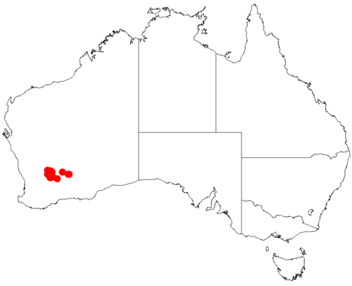 Acacia crenulata: Acacia crenulata occurrence data from Australasian Virtual Herbarium downloaded from https://doi.org/10.26197/5c06138894b on December 8 2018