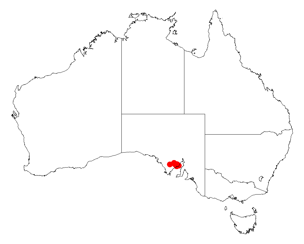 Acacia cretacea: Acacia cretacea occurrence data from Australasian Virtual Herbarium downloaded from https://doi.org/10.26197/5c06138894b on December 8 2018