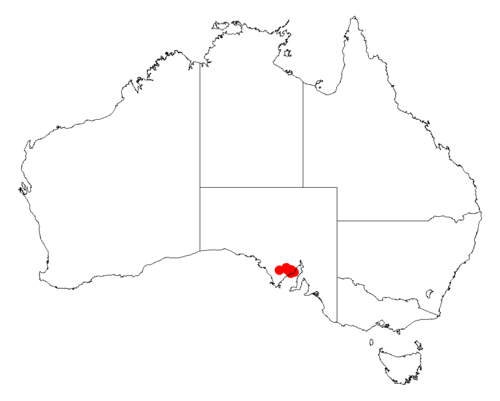 Acacia cretacea: Acacia cretacea occurrence data from Australasian Virtual Herbarium downloaded from https://doi.org/10.26197/5c06138894b on December 8 2018