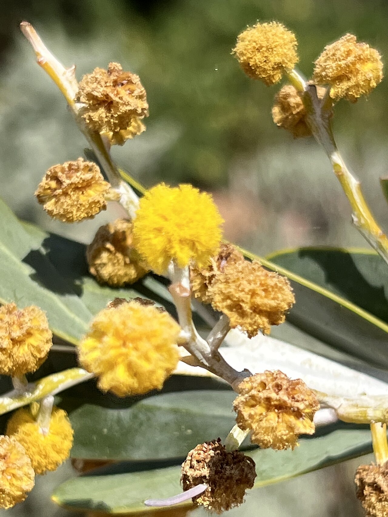Acacia cretacea: Acacia cretacea cultivated plant growing in South Australia