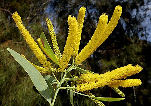 Acacia cretata: Acacia cretata in the Australian National Botanic Gardens
